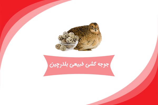 جوجه کشی طبیعی بلدرچین