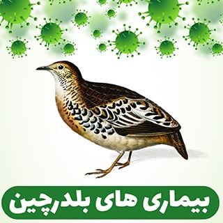 بیماری های بلدرچین و روش های پیشگیری و درمان سریع آنها را بشناسید