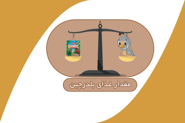 مقدار دان بلدرچین