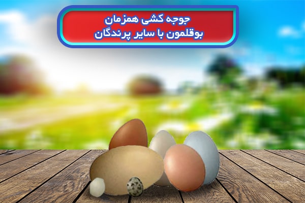 جوجه کشی بوقلمون با سایر پرندگان