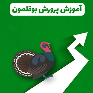 برای ایجاد مزرعه ی پرورش بوقلمون از کجا شروع کنیم؟