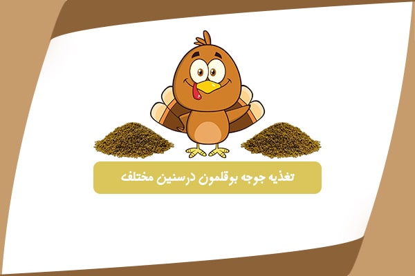 غذای جوجه بوقلمون در سنین مختلف