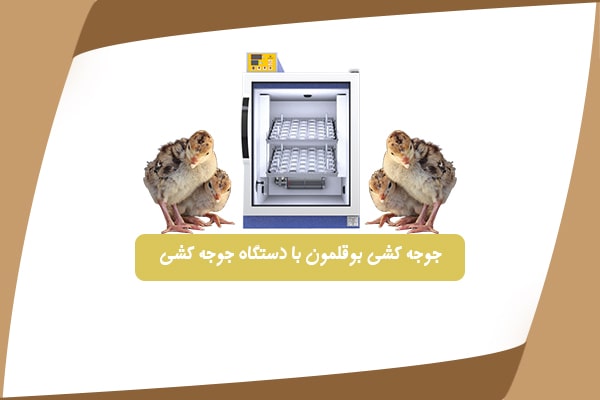 تولید جوجه بوقلمون با دستگاه جوجه کشی