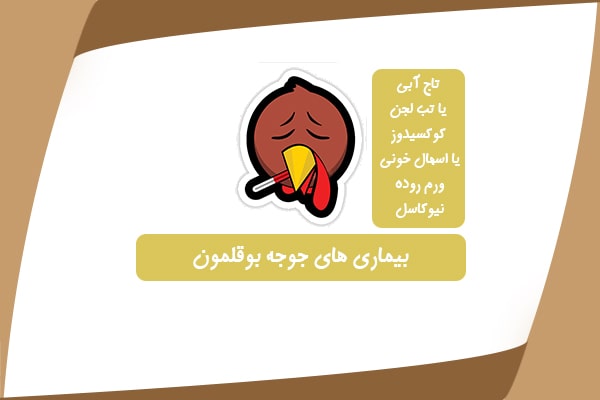 بیماری های جوجه بوقلمون