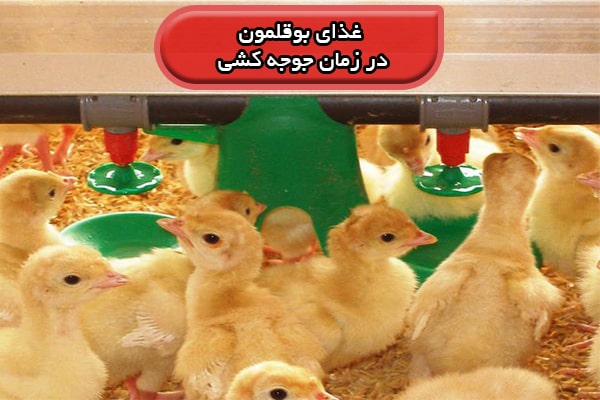 غذای بوقلمون در زمان جوجه کشی