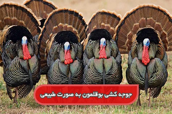 جوجه کشی بوقلمون محلی