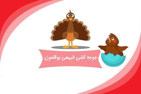 جوجه کشی طبیعی بوقلمون