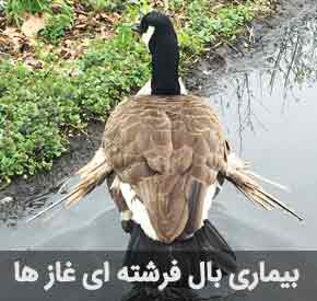 بیماری بال فرشته ای در غاز