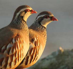 بیماری های کبک