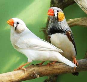 روش های کاربردی تشخیص جنسیت فنچ