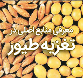 اصلی ترین منابع در جیره غذایی جوجه های گوشتی