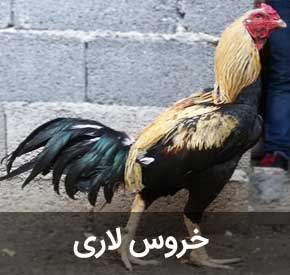 خروس لاری و نکات مهمی درباره جوجه کشی ، پرورش و نبرد