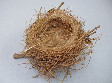 لانه فنچ طبیعی