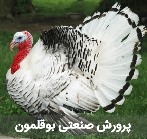 نکات مهم در پرورش صنعتی بوقلمون
