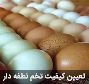 نکاتی پیرامون کیفیت تخم مرغ نطفه دار
