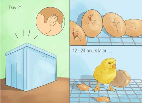 روز بیست و یکم جوجه کشی بعد از ساخت دستگاه جوجه کشی
