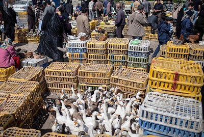 بازار تخم نطفه دار پرندگان