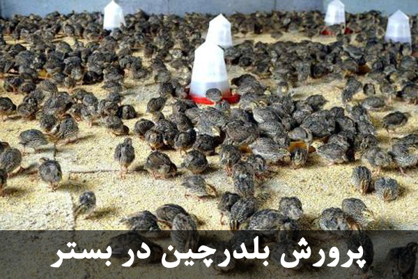 پرورش بلدرچین در بستر