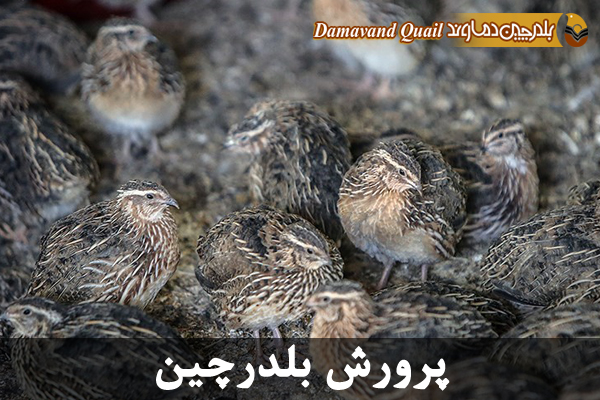 آموزش پرورش بلدرچین