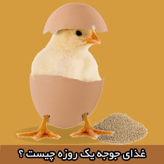 غذای جوجه یکروزه