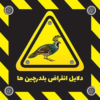 چرا بلدرچین ها در طبیعت در حال انقراض هستند ؟
