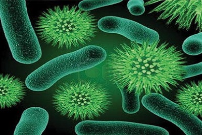 استفاده از باكتری به عنوان جایگزین آنتی‌بیوتیك در تغذیه مرغ گوشتی