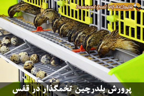 پرورش بلدرچین در قفس