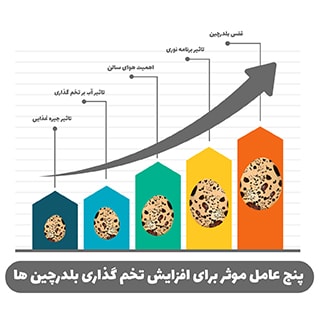5 عامل مؤثر برای افزایش تخم گذاری بلدرچین ها