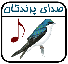 صدای پرندگان