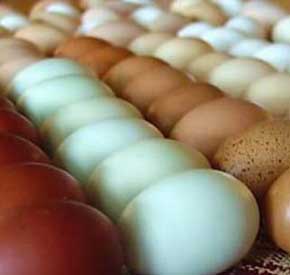 آیا تخمهای هفته اول پرنده مادر مناسب استفاده در دستگاه جوجه کشی هستند؟