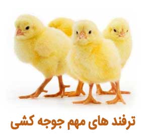 4 ترفند ساده برای جوجه کشی بهتر در منزل