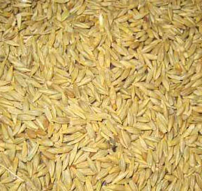 دانه جو در تغذیه طیور