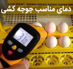 دمای دستگاه جوجه کشی مرغ