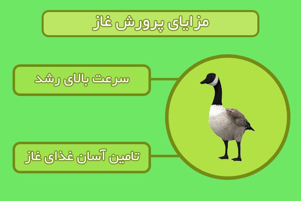 مزایای پرورش غاز