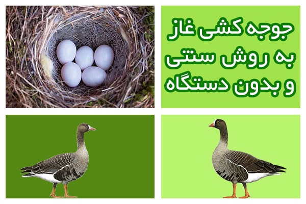 جوجه کشی غاز به روش طبیعی