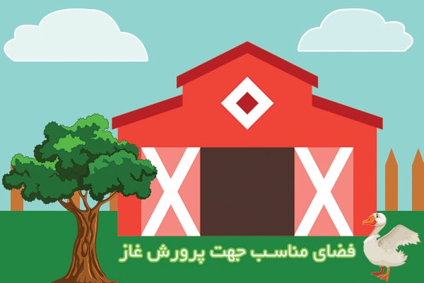فضای جوجه کشی غاز