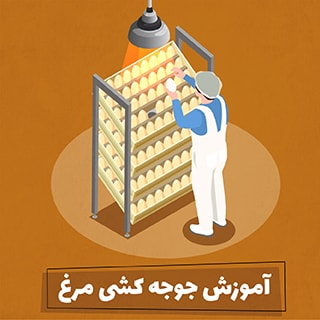 جوجه کشی مرغ را قبل از خواندن این مقاله انجام ندهید