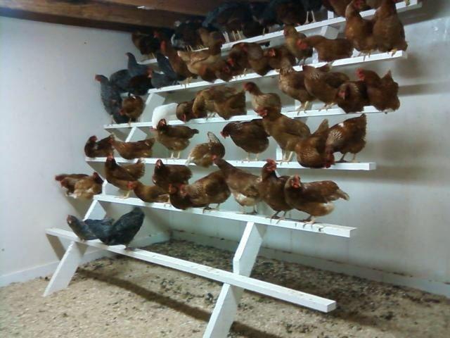 علاقه به جوجه کشی مرغ خانگی