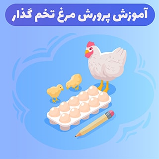 روش های پرورش مرغ تخمگذار در ایران را یاد بگیرید و اجرا کنید