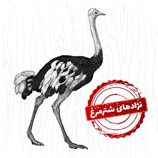شترمرغ گردن آبی آفریقایی بهترین نژاد شترمرغ پرواری در دنیا