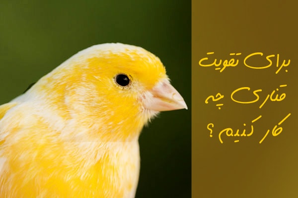 تقویت قناری