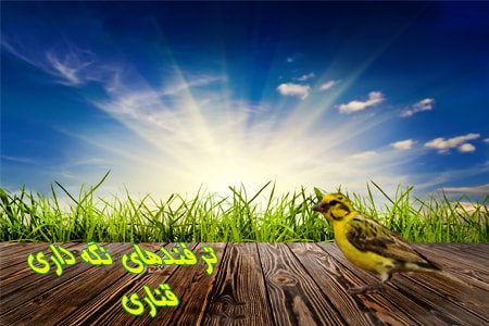 پرورش قناری