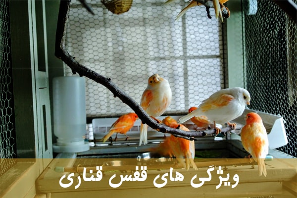 ویژگی های قفس قناری