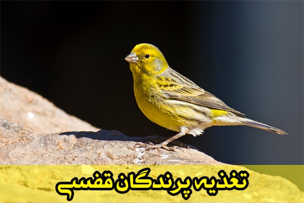 تغذیه پرندگان قفسی