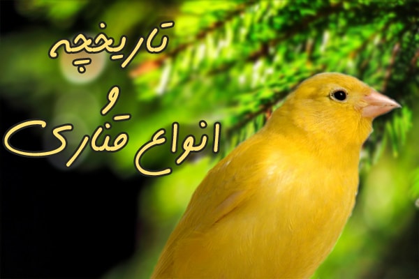 تاریخچه نگهداری و پرورش قناری
