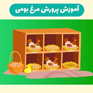 پرورش مرغ بومی در خانه و باغچه تان چه نکات و تکنیک هایی دارد