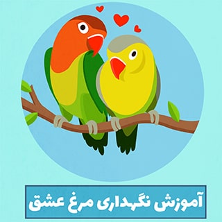 مرغ عشق و اصول نگهداری و پرورش مرغ عشق