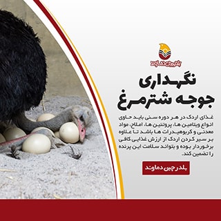 آموزش نگهداری جوجه شترمرغ