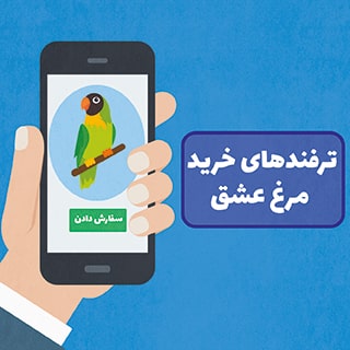 خرید مرغ عشق دارای چه ترفندهایی می باشد؟ آشنایی با نکات خرید مرغ عشق