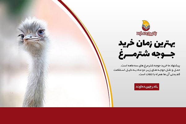 خرید جوجه شترمرغ